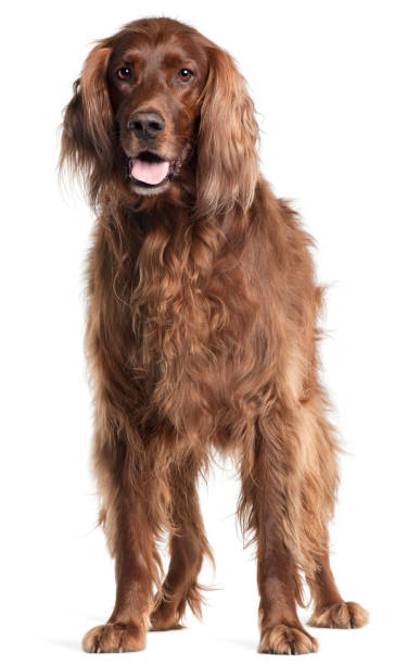 istock Irish Setter, 5 years old, panting in front of white background 1069144732