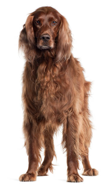 istock Irish Setter, 5 years old, standing in front of white background 1069144748