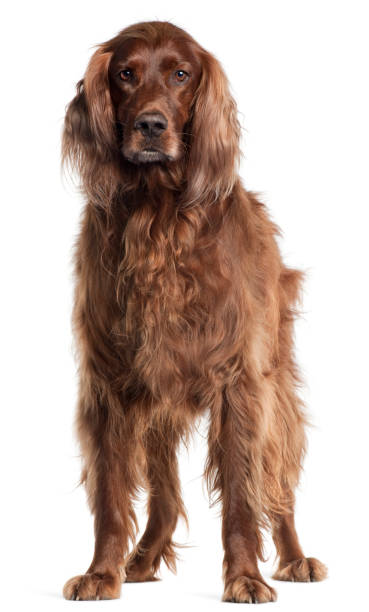 Irish Setter, 5 years old, standing in front of white background Irish Setter, 5 years old, standing in front of white background irish setter stock pictures, royalty-free photos & images