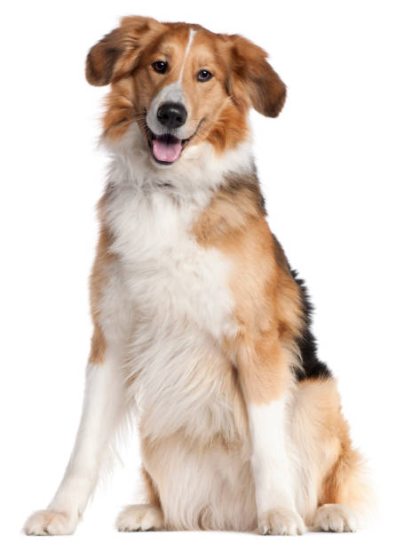 istock Mixed-breed dog, 2 and a half years old, sitting in front of white background 1069144788