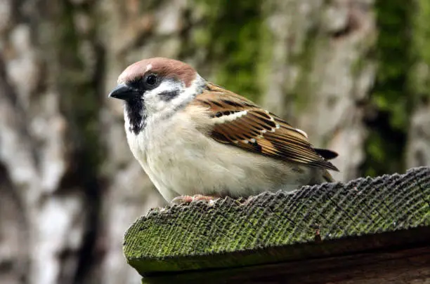 Photo of Single Tree Sparrow on a wooden board