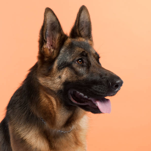 Close-up of German Shepherd dog, 10 months old, in front of orange background Close-up of German Shepherd dog, 10 months old, in front of orange background chain object photos stock pictures, royalty-free photos & images