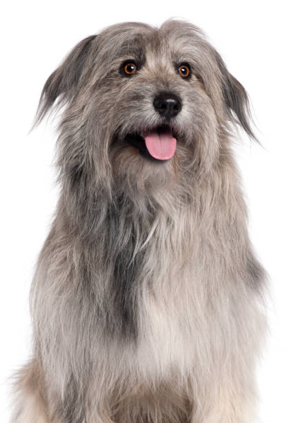 istock Pyrenean Shepherd dog, 18 months old, sitting in front of white background 1069145870