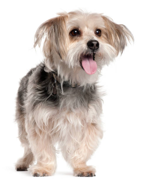 istock Yorkshire Terrier, 8 years old, standing in front of white background 1069145908