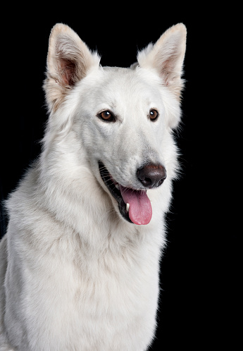 Close-up of Berger Blanc Suisse, 2 years old, in front of black background