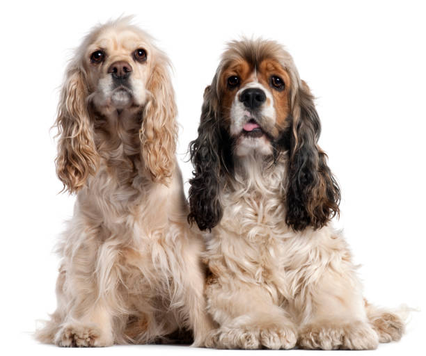 istock Two American Cocker Spaniels, 1 and 2 years old, in front of white background 1069146084