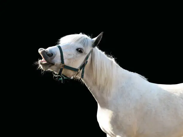 Photo of Comical image of a white horse stretching his lips out in flehmen response isolated on black background. Flehmen position or reaction in a horse, flehming, flehmening. Smiling stallion, sunlight
