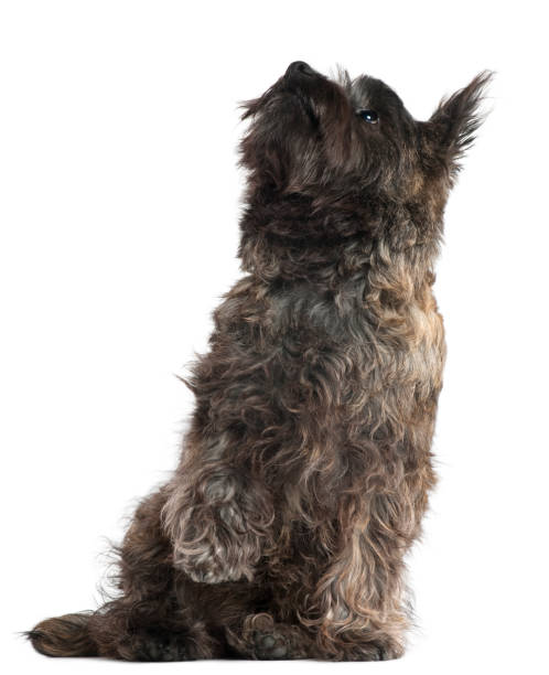istock Cairn Terrier, 8 months old, sitting and looking up in front of white background 1069148126