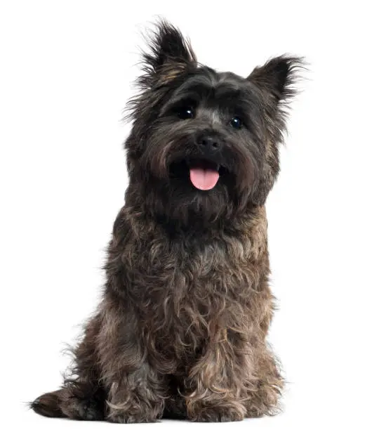Cairn Terrier, 8 months old, sitting in front of white background