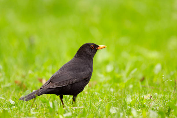 istock Single male Blackbird bird on grassy wetlands 1069148378