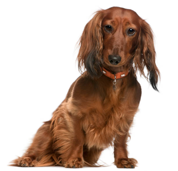 istock Dachshund, 2 years old, sitting in front of white background 1069148428