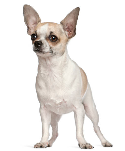 istock Chihuahua, 9 months old, standing in front of white background 1069148590