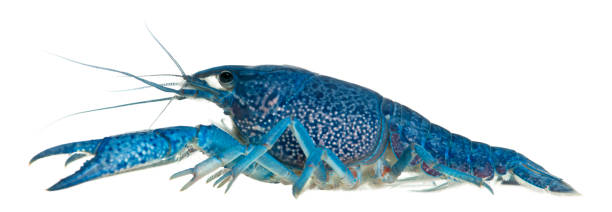 istock Blue crayfish also known as a Blue Florida Crayfish, Procambarus alleni, in front of white background 1069148830