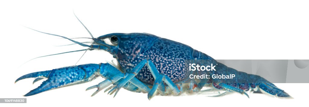 Blue crayfish also known as a Blue Florida Crayfish, Procambarus alleni, in front of white background Animal Stock Photo