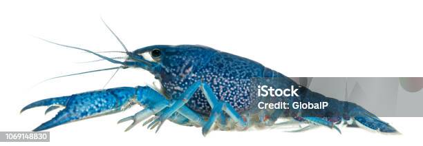 Blue Crayfish Also Known As A Blue Florida Crayfish Procambarus Alleni In Front Of White Background Stock Photo - Download Image Now