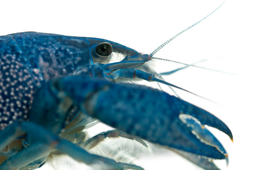 Close-up of Blue crayfish also known as a Blue Florida Crayfish, Procambarus alleni, in front of white background