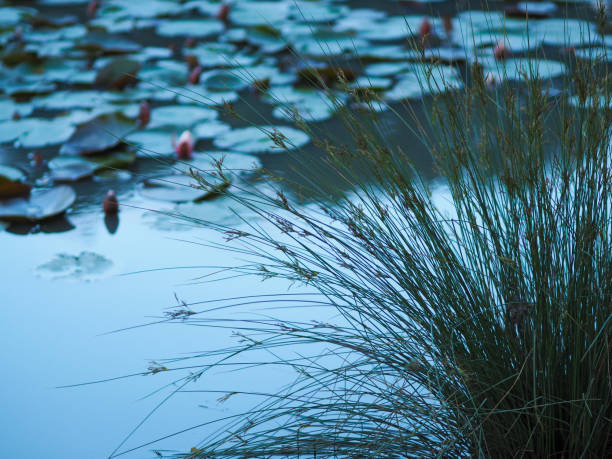 istock Lilly pads floating on beautiful lake at Windsor Great Park during springtime 1069148888