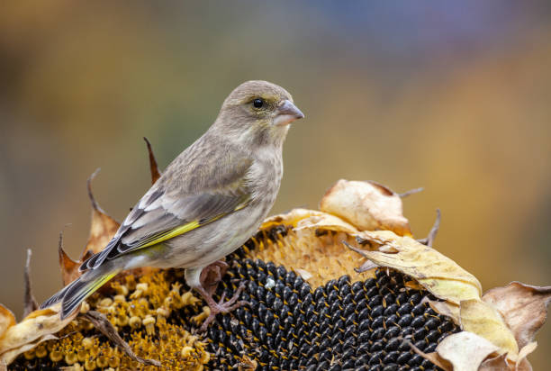 Female european greenfinch (Chloris chloris) perching on a sunflower to eat sunflower seeds.