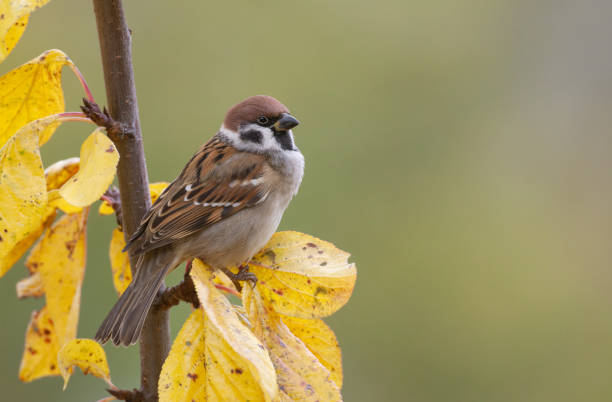 euraziatische ringmus zitstokken op een kersenboom - house sparrow stockfoto's en -beelden