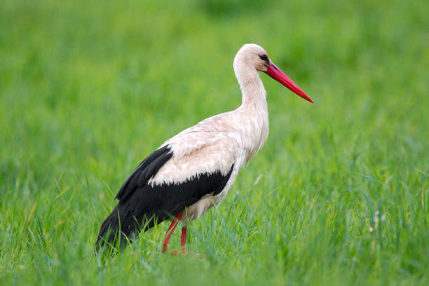 istock Single White Stork bird on a grassy meadow 1069149150