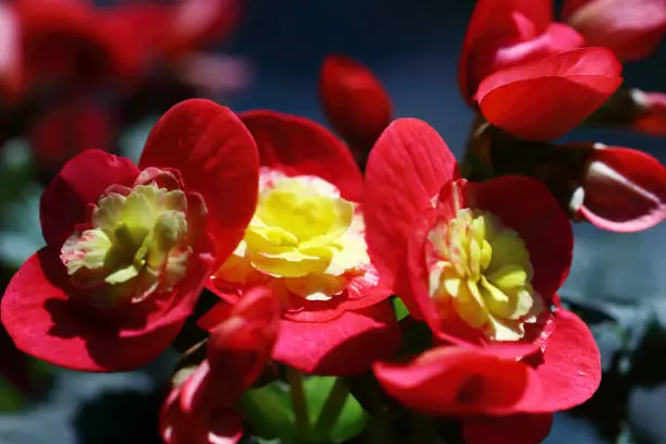 Begonia Multiflora Flamboyant flowers with bright red small flowers and yellow stamens