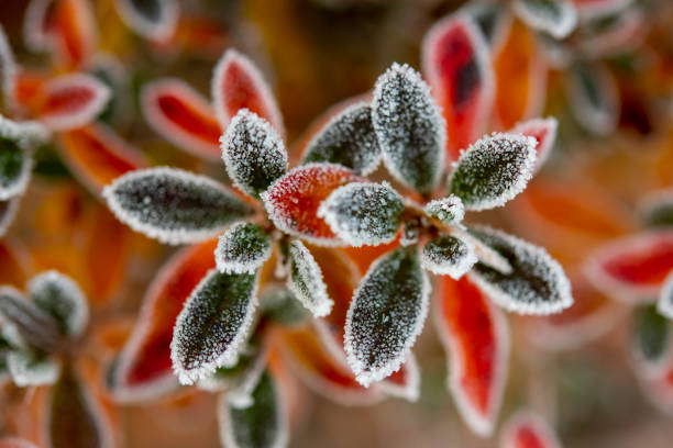 istock autumn foliage frost VD700 1069150416