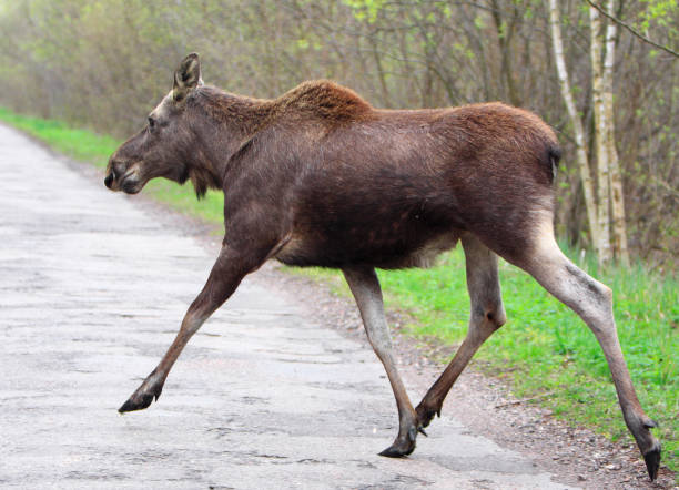 istock Single female Moose - Eurasian Elk - crossing a forest road 1069150788