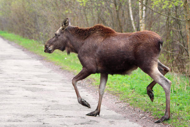 istock Single female Moose - Eurasian Elk - crossing a forest road 1069150790