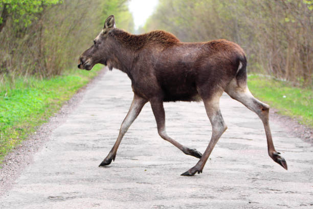 istock Single female Moose - Eurasian Elk - crossing a forest road 1069150802