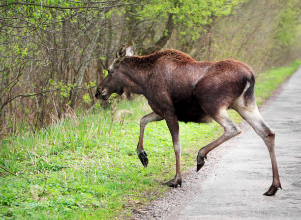 istock Single female Moose - Eurasian Elk - crossing a forest road 1069150854
