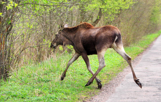 istock Single female Moose - Eurasian Elk - crossing a forest road 1069150908