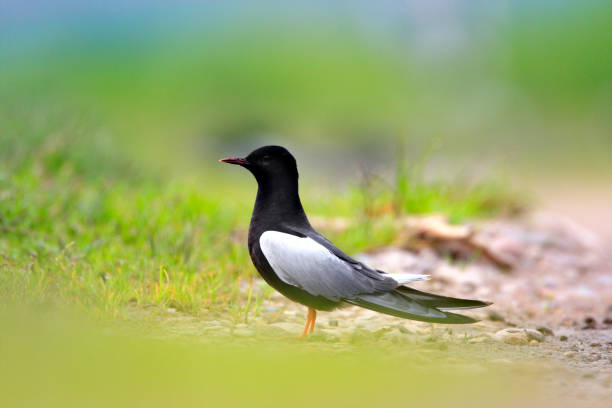 seul oiseau guifette leucoptère de noir sur les zones herbeuses humides - chlidonias photos et images de collection