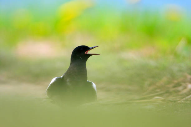 草が茂った湿地に関する単一のハジロクロハラアジサシ黒鳥 - chlidonias ストックフォトと画像