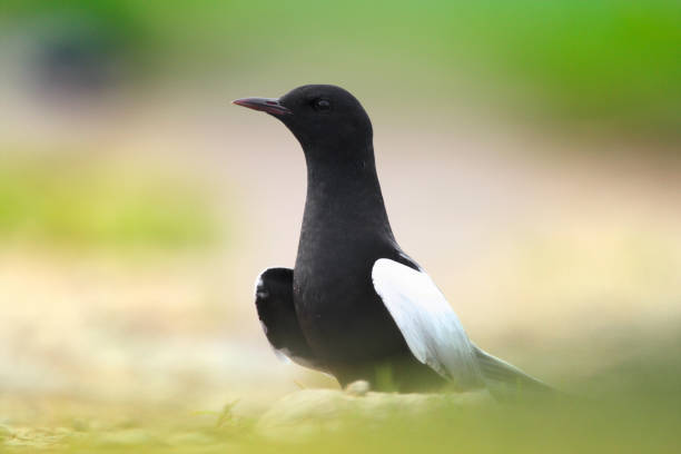 seul oiseau guifette leucoptère de noir sur les zones herbeuses humides - chlidonias photos et images de collection