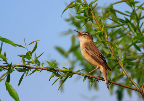 Single Sedge Warbler bird on a tree branch Single Sedge Warbler bird on a tree branch over the Biebrza river wetlands in Poland during a spring nesting period marsh warbler stock pictures, royalty-free photos & images