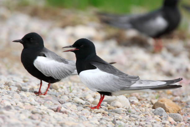 istock Pair of White-winged Black Tern birds on grassy wetlands 1069153210