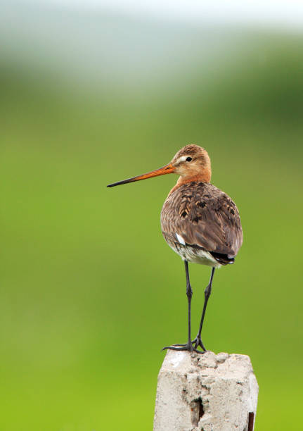 istock Single Black-tailed Godwit bird on a fence stick 1069153532