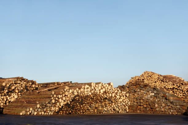 istock Wood tree logs stacked and chopped against empty clear blue sky 1069153894