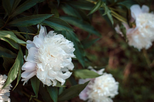 istock White peonies (Paeónia) in the garden. Blooming white peony. 1069154102