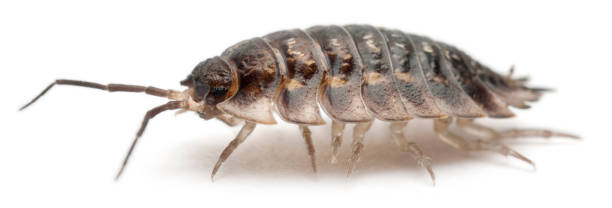 istock Common woodlouse, Oniscus asellus, in front of white background 1069154420