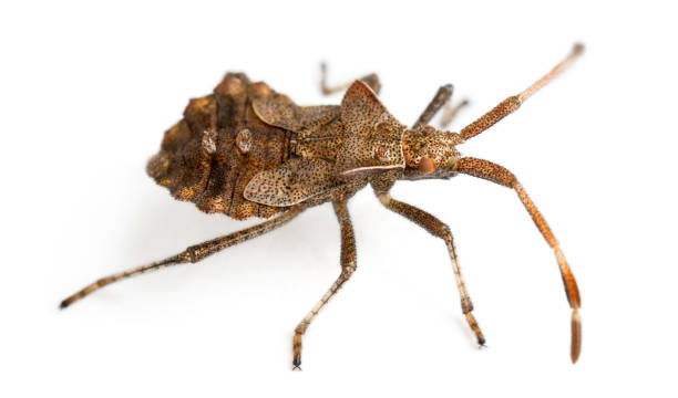 istock Dock bug, Coreus marginatus, species of squash bug, in front of white background 1069154458