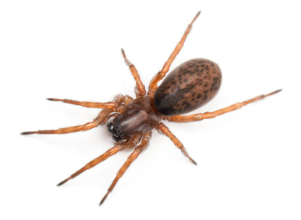 istock Tangled nest spider, Night spider or Hacklemesh weaver, Coelotes terrestris, in front of white background 1069155494
