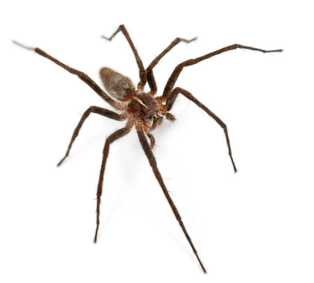 istock Nursery web spider, Pisaura mirabillis, in front of white background 1069155560
