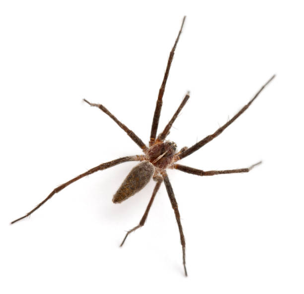 istock Nursery web spider, Pisaura mirabillis, in front of white background 1069155576