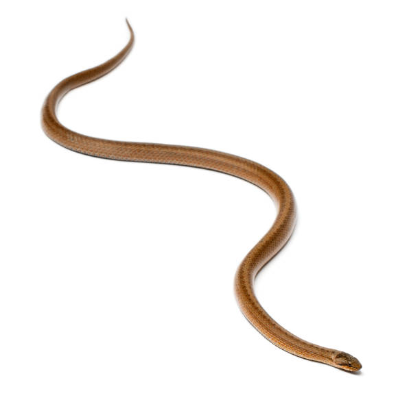 istock Smooth snake, Coronella austriaca, in front of white background 1069155666