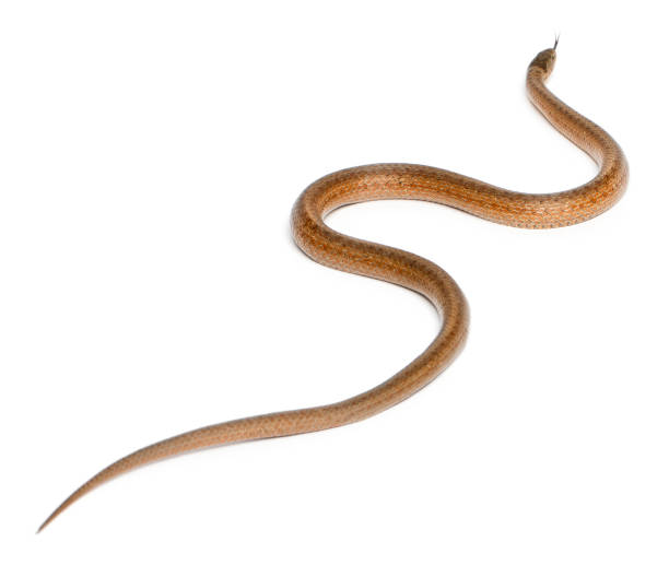 istock Smooth snake, Coronella austriaca, in front of white background 1069155670