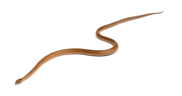 istock Smooth snake, Coronella austriaca, in front of white background 1069155682