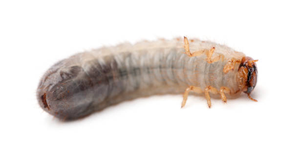 istock Larva of mealworm, Tenebrio molitor, against white background 1069155758