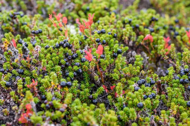 Crowberry, empetrum nigrum in its natural form in the forest