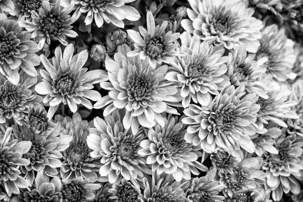 istock Closeup of natural pink chrysanthemum 1069158844